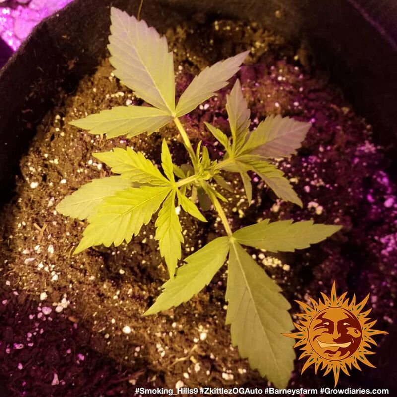 Zkittlez OG Аuto, Фасовка: 5, изображение 8